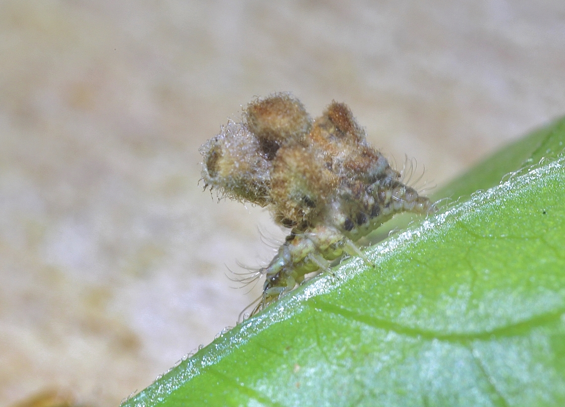 Lacewing larvae with camouflage debris on its back. Could be species - Ceraeochrysa valida.<br />
Observed on plants in garden. Alwise on the move and hard to focus on.<br />
 Australia,Geotagged,Spring