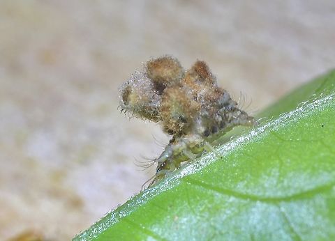Lacewing larvae with camouflage debris on its back. Could be species - Ceraeochrysa valida.
Observed on plants in garden. Alwise on the move and hard to focus on.
 Australia,Geotagged,Spring