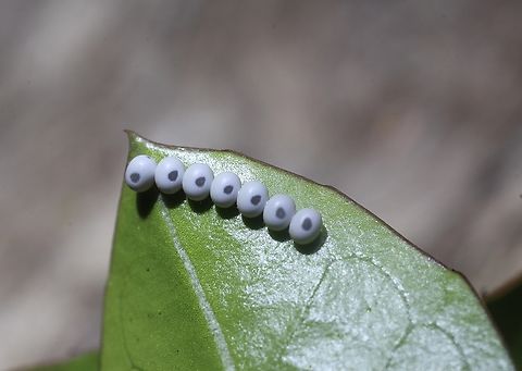 Lepidoptera eggs on a leaf. Mostlikely from a moth species. Australia,Geotagged,Spring