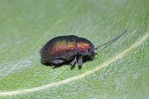 Leaf beetle in Genus - Edusella  Australia,Geotagged,Spring