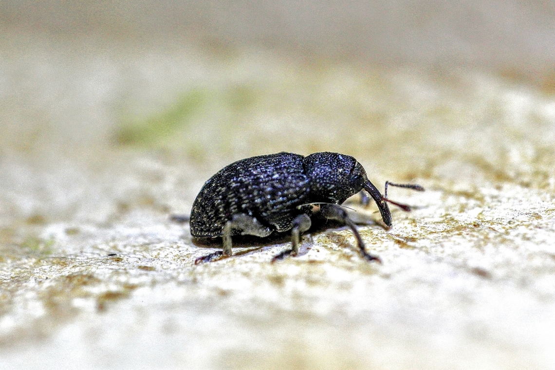 Wattle seed Weevil- Genus Melanterius  Australia,Geotagged,Spring