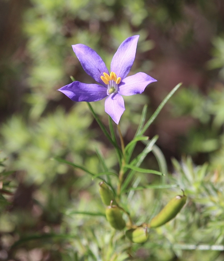 Finger-flower - Cheiranthera alternifolia  Australia,Cheiranthera alternifolia,Finger-flower,Geotagged,Spring