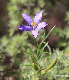 Finger-flower - Cheiranthera alternifolia  Australia,Cheiranthera alternifolia,Finger-flower,Geotagged,Spring