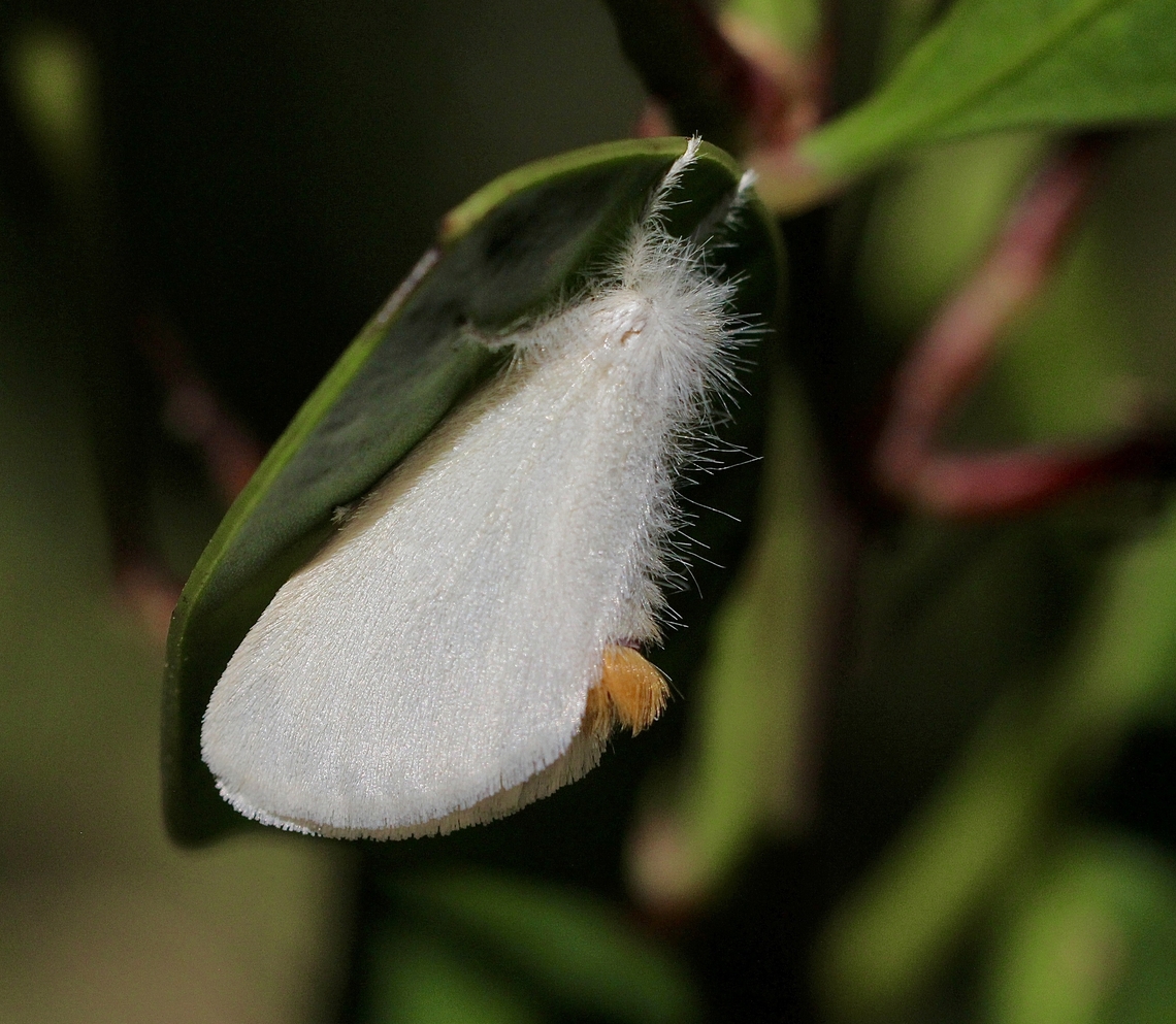 Tussock moth - Acyphas chionitis  Acyphas chionitis,Australia,Geotagged,Spring
