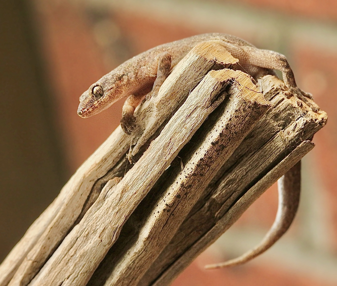 Marbled Gecko - Christinus marmoratus Interested in moth near my UV light setup. Christinus marmoratus,Marbled Gecko