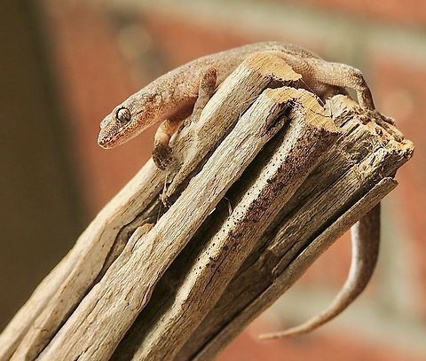 Marbled Gecko - Christinus marmoratus Interested in moth near my UV light setup. Christinus marmoratus,Marbled Gecko