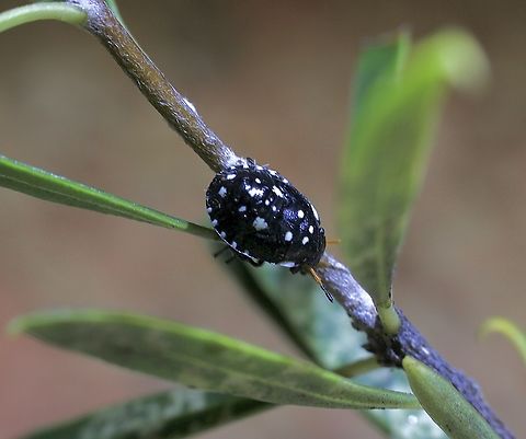 Pittosporum Bug - Pseudapines geminata 4th or 5th instar ,observed on Native Apricot - Pittosporum angustifolium. Australia,Geotagged,Pittosporum Bug,Pseudapines geminata,Spring
