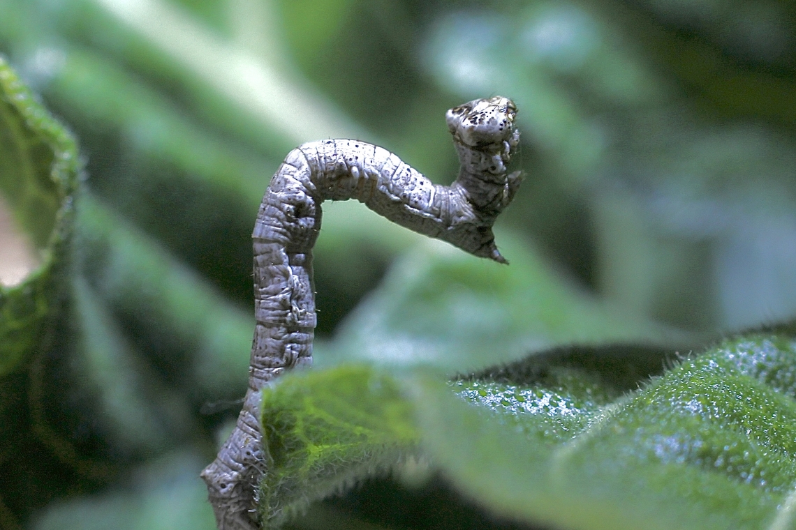 Unidentified geometer moths caterpillar in tribe Boarmiini. Observed in garden. Feeding on Ribbon Plant - Hypoestes aristata. Australia,Geotagged,Spring