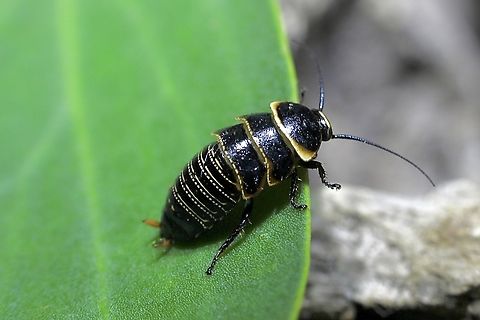 Australia Ellipsidion - Ellipsidion australe 3rd or 4th instar,observed in garden on a succulent plant. Austral Ellipsidion,Ellipsidion australe
