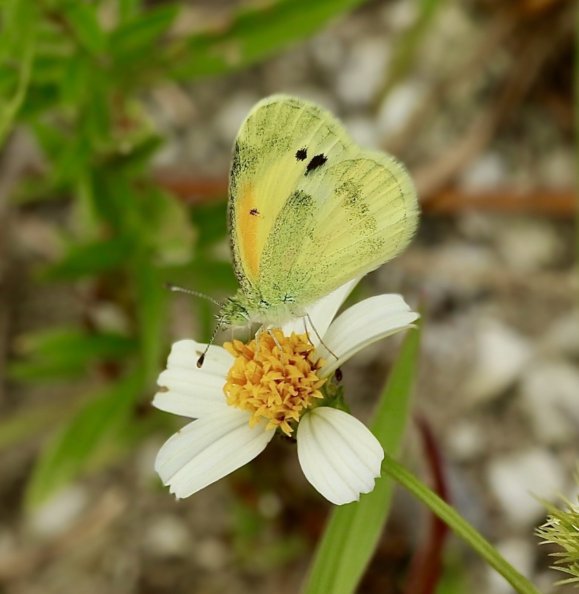 Dainty Sulphur - Nathalis iole  Dainty Sulphur,Geotagged,Nathalis iole,Summer,United States