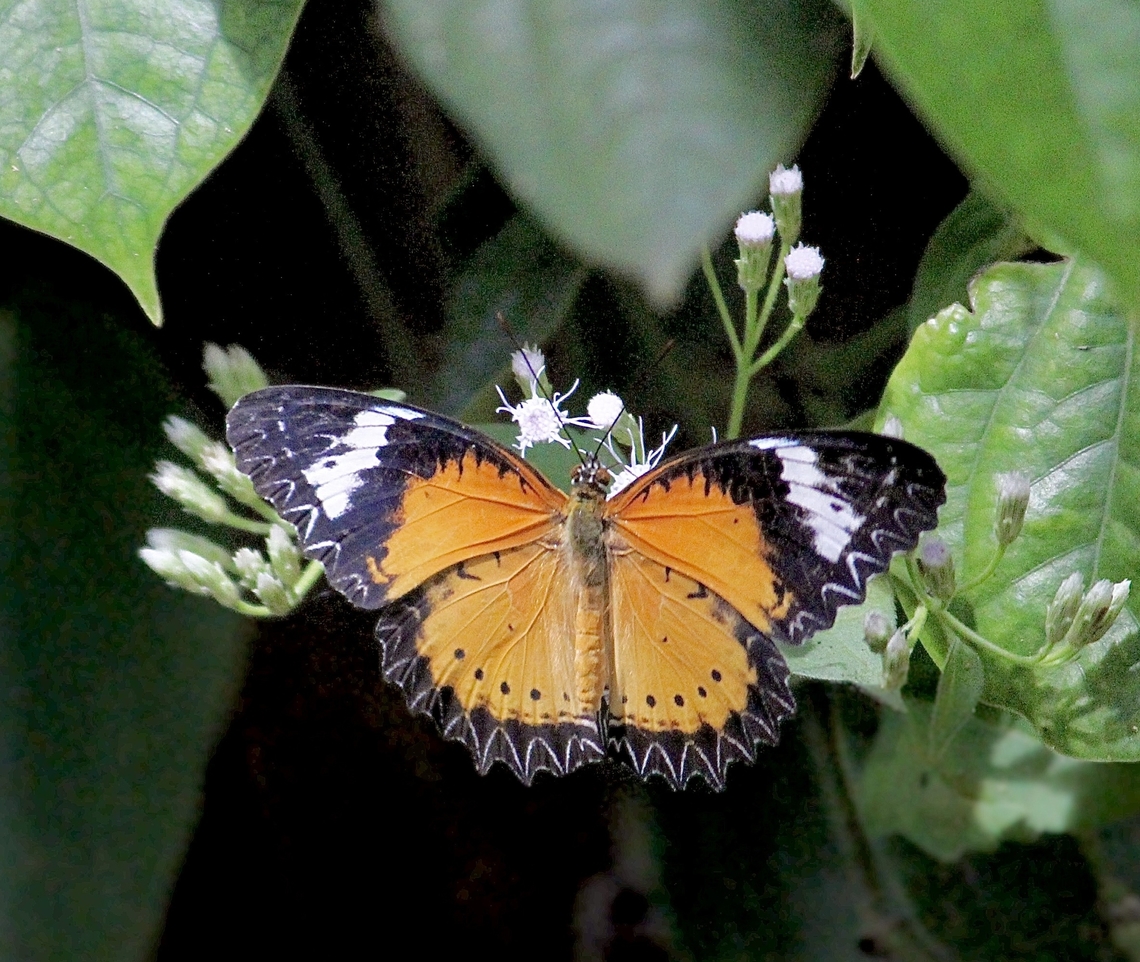 Leopard Lacewing Butterfly - Cethosia cyane An old one from Vietnam. Real capture date is  Cethosia cyane,Geotagged,Leopard Lacewing,Summer,Vietnam