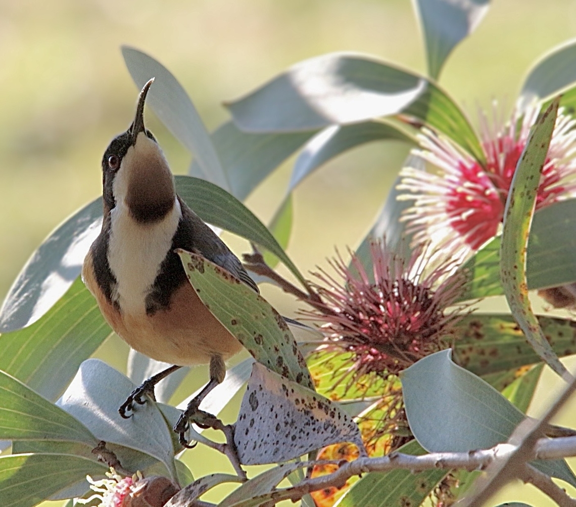 Eastern Spinebill - Acanthorhynchus tenuirostris In a pincushion Hakea tree, Acanthorhynchus tenuirostris,Australia,Eastern Spinebill,Fall,Geotagged