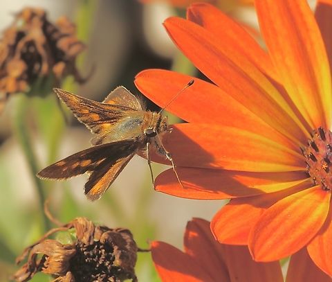 Zabulon Skipper - Lon zabulon  Geotagged,Poanes zabulon,United States,Winter,Zabulon skipper