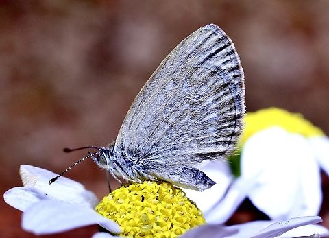 Lesser Grass Blue - Zizina otis  Australia,Fall,Geotagged,Lesser Grass Blue,Spring,Zizina otis