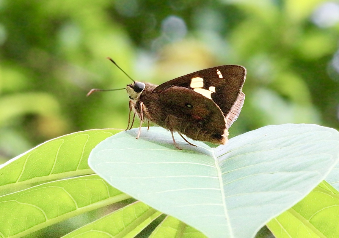 Splendid Ochre - Trapezites symmomus  Australia,Geotagged,Splendid Ochre,Spring,Trapezites symmomus