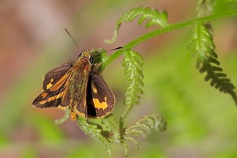Yellow - banded Dart - Ocybadistes walkeri  Australia,Fall,Geotagged,Ocybadistes walkeri,Yellow-banded Dart