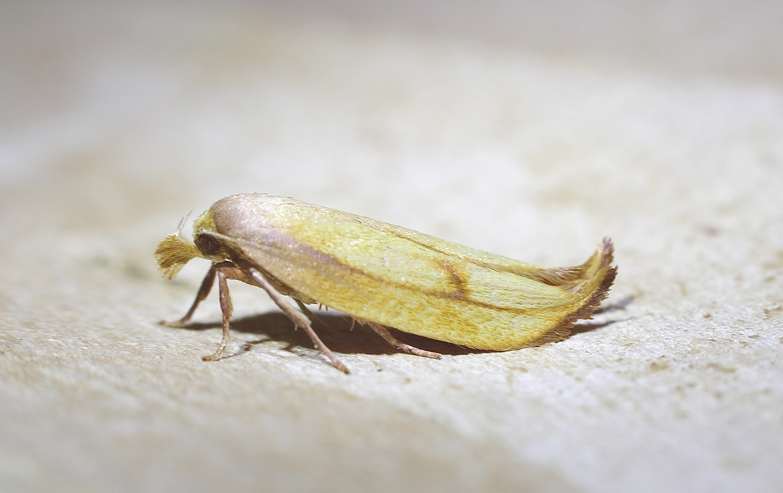 Golden Leaf Moth - Wingia aurata In two years of mothing this is only the 2nd time that this  species came to my UV light. Two more times I observed it in natural habitats in several years. Australia,Geotagged,Golden Leaf Moth,Spring,Wingia aurata