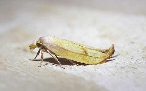 Golden Leaf Moth - Wingia aurata In two years of mothing this is only the 2nd time that this  species came to my UV light. Two more times I observed it in natural habitats in several years. Australia,Geotagged,Golden Leaf Moth,Spring,Wingia aurata