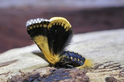 Epicoma tristis  Australia,Epicoma tristis,Geotagged,Spring