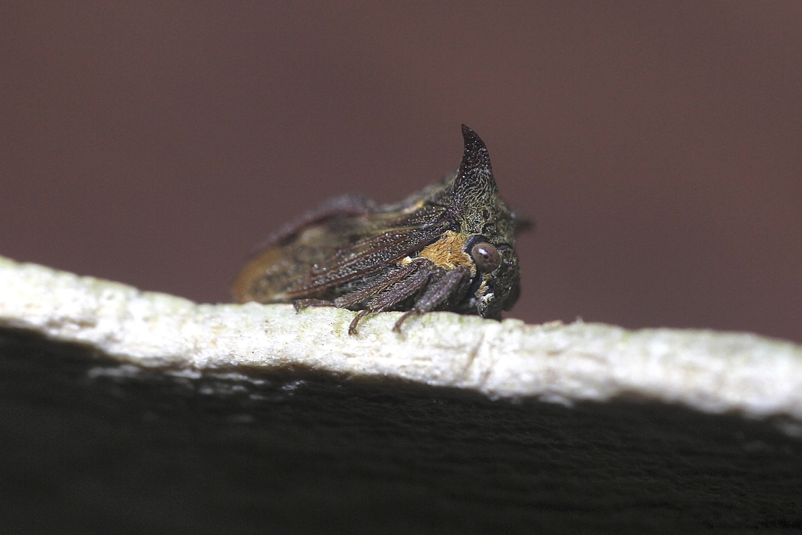 Tri-horned Treehopper - Acanthuchus trispinifer Observed in garden on a ribbon plant. Acanthuchus trispinifer,Australia,Geotagged,Spring,Tri-horned Treehopper