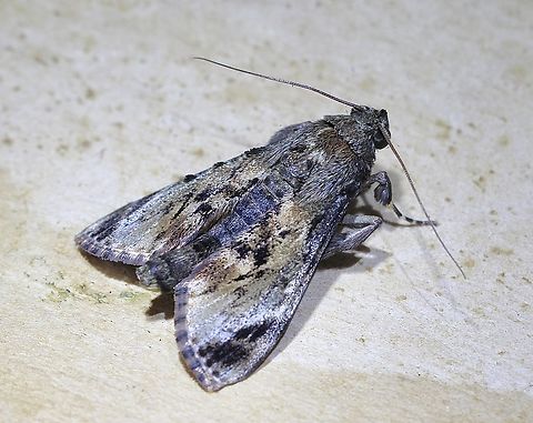 Grass moth - Salma pyrastis Commonly called - Grass moth. Attracted to UV light. Australia,Geotagged,Salma pyrastis,Spring