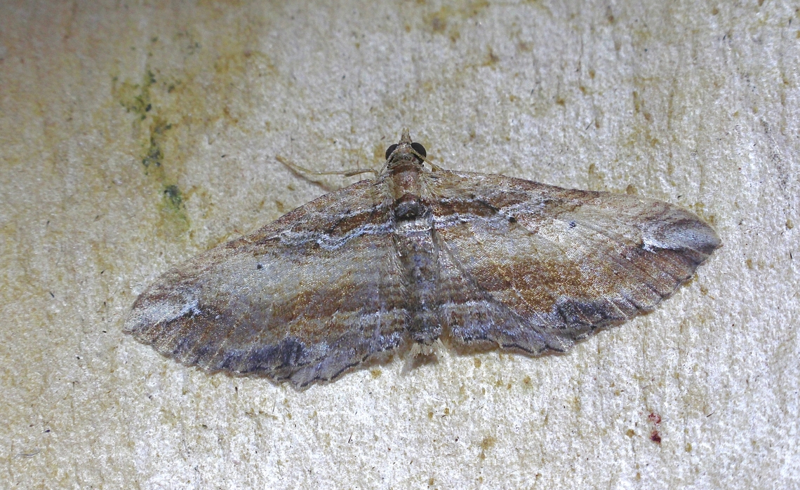 Chrysolarentia leucophanes Attracted to UV light. Australia,Chrysolarentia leucophanes,Geotagged,Spring