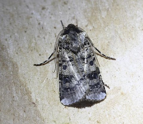 Variable Cutworm - Agrotis porphyricollis Attracted to UV light. Agrotis porphyricollis,Australia,Geotagged,Spring,Variable cutworm