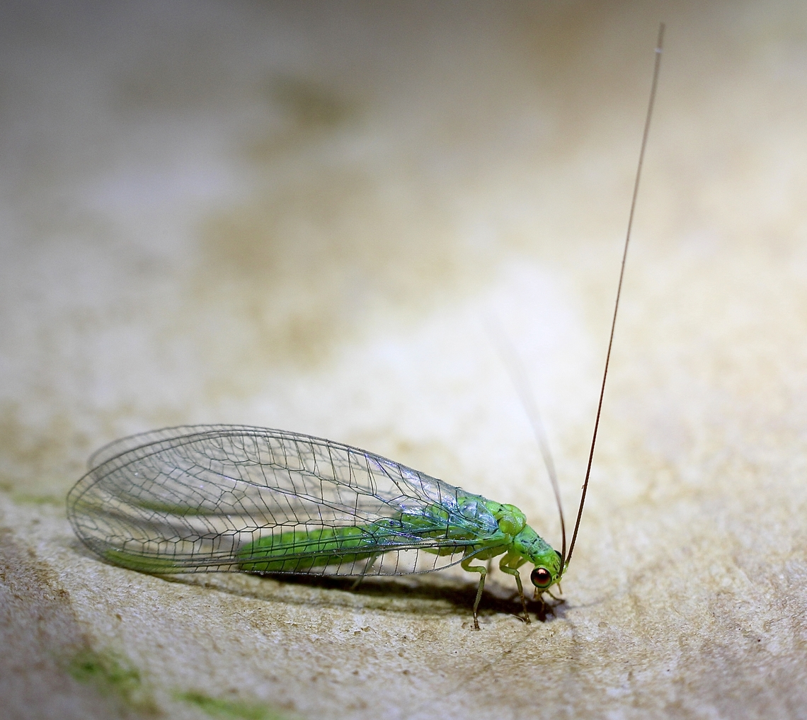 Lacewing species - Plesiochrysa ramburi Attracted to UV light. Australia,Geotagged,Plesiochrysa ramburi,Spring