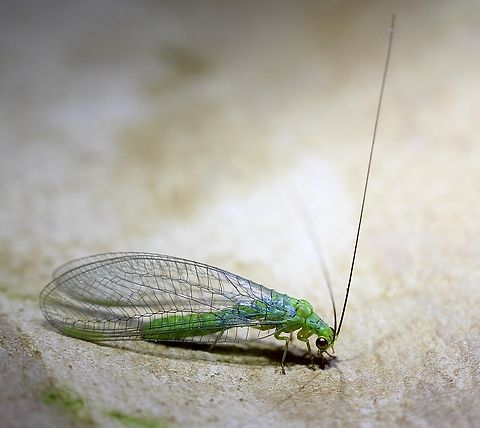 Lacewing species - Plesiochrysa ramburi Attracted to UV light. Australia,Geotagged,Plesiochrysa ramburi,Spring