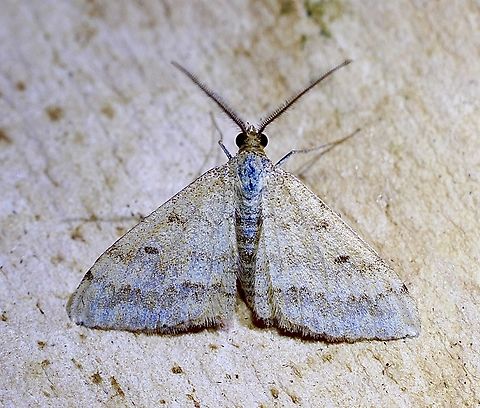 Scopula Lydia Attracted to UV light. Australia,Geotagged,Scopula lydia,Spring