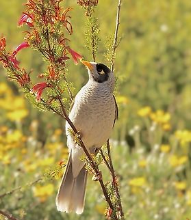 Noisy Miner - Manorina melanocephala  Australia,Geotagged,Manorina melanocephala,Noisy Miner,Winter