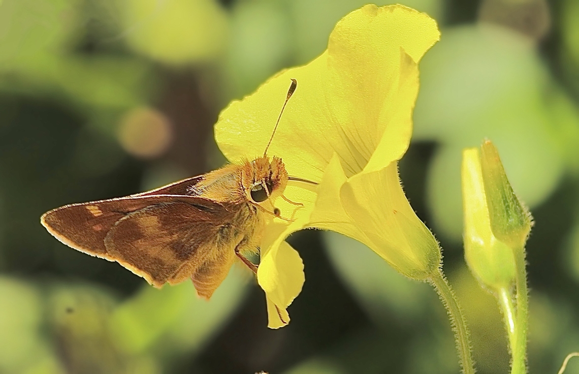 Mexican Umber Skipper - Lon vitellina Observed in domestic garden. Geotagged,Lon vitellina,Mexican Umber Skipper,United States,Winter