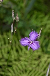 Common Fringe-Lily - Thysanotus tuberosus  Australia,Fringe-lily,Geotagged,Summer,Thysanotus tuberosus