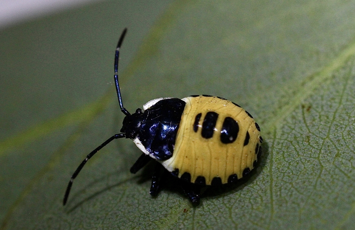 Commius elegans 2nd or 3rd InstarObserved on Hop bush - Dodonaea viscosa.  Australia,Commius elegans,Geotagged,Summer