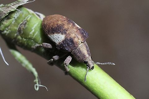 Eucalyptus snout beetle - Gonipterus gibberus Observed on unidentified eucalyptus tree. Australia,Geotagged,Gonipterus gibberus,Summer