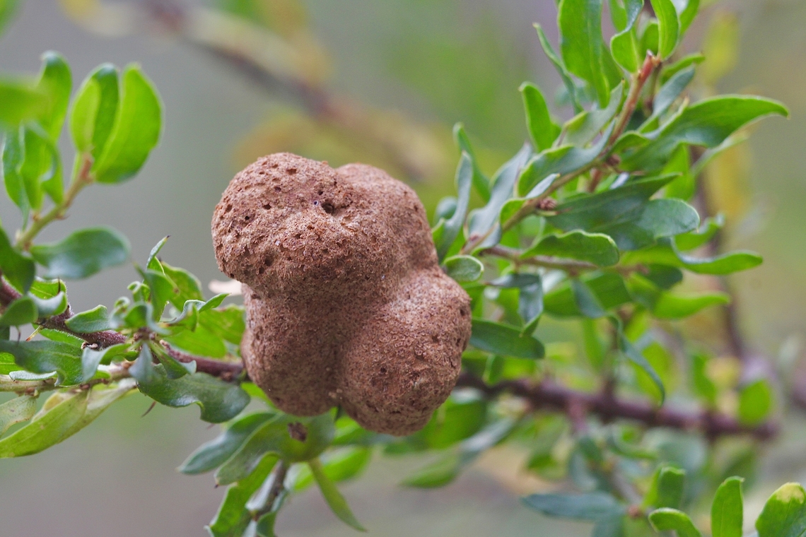 Kangaroo Thorn Gall Rust - Uromycladium paradoxae Growing on Acacia acinacea  Kangaroo Thorn Gall Rust,Uromycladium paradoxae