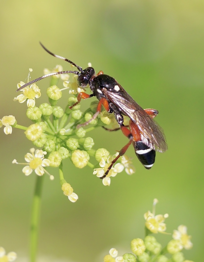 Armyworm Parasitoid Wasp - Ichneumon promissorius  Armyworm Parasitoid Wasp,Australia,Geotagged,Ichneumon ambulatorius,Ichneumon annulatorius,Ichneumon promissorius,Spring