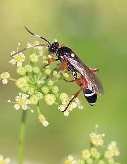 Armyworm Parasitoid Wasp - Ichneumon promissorius  Armyworm Parasitoid Wasp,Australia,Geotagged,Ichneumon ambulatorius,Ichneumon annulatorius,Ichneumon promissorius,Spring