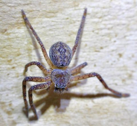 Grey Huntsman - Isopeda villosa The length of the body was only approximately 10mtom12 mm. Mostlikely a juvenile . Australia,Geotagged,Grey Huntsman,Isopeda villosa,Summer