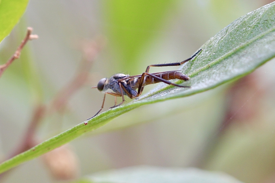 Stiletto fly - Taenogerella elizabethae  Australia,Geotagged,Summer,Taenogerella elizabethae