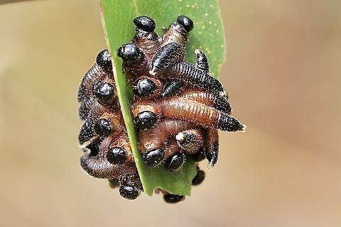 Unidentified sawfly larvae. Feeding on a eucalyptus leaf. Australia,Geotagged,Summer