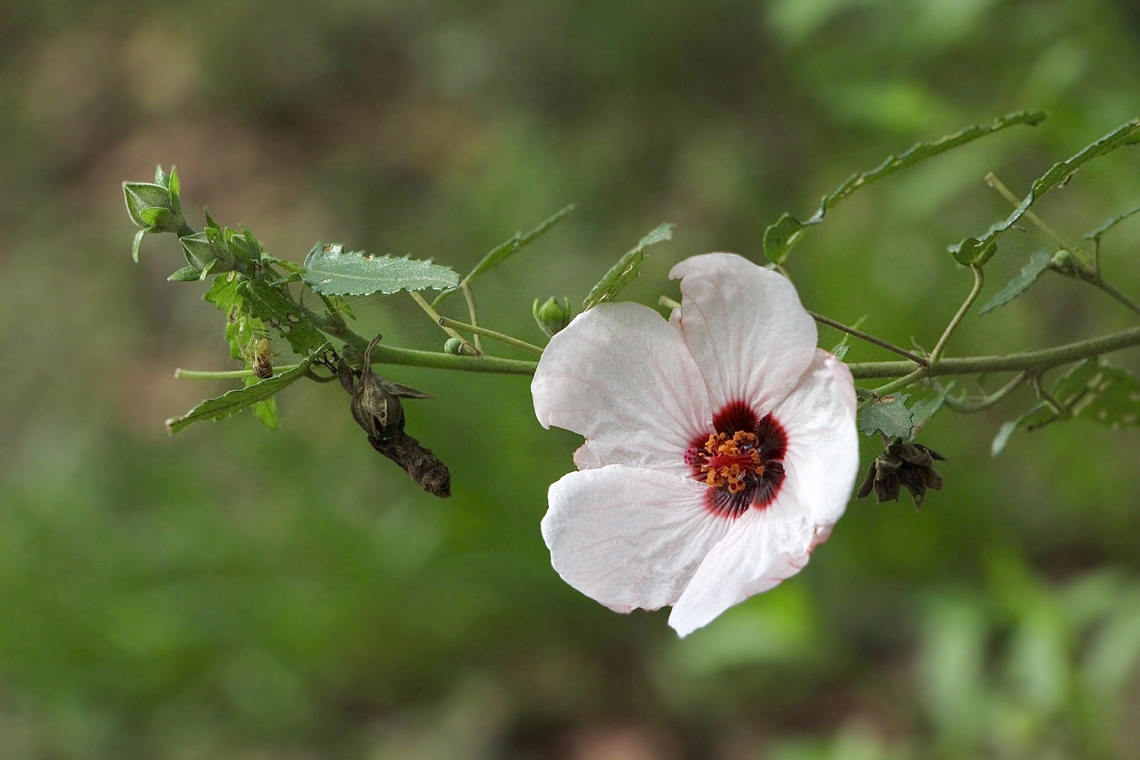 Spearleaf Swampmallow - Pavonia hastata  Australia,Geotagged,Pavonia hastata,Spearleaf Swampmallow,Summer