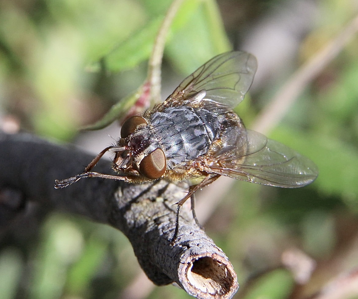 Blue Blowfly - Calliphora vicina  Australia,Blue Blowfly,Calliphora vicina,Geotagged,Spring