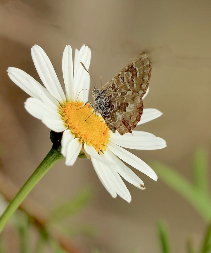 Wattle Blue - Theclinesthes miskini Visitor to our garden  Australia,Geotagged,Spring,Theclinesthes miskini,Wattle blue