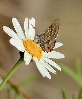 Wattle Blue - Theclinesthes miskini Visitor to our garden  Australia,Geotagged,Spring,Theclinesthes miskini,Wattle blue