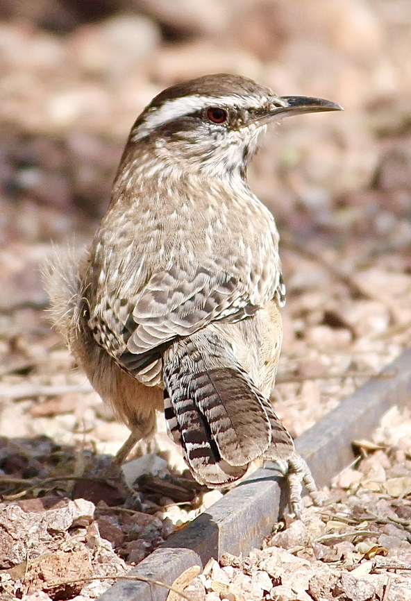 Cactus Wren - Campylorhynchus brunneicapillus  Cactus wren,Campylorhynchus brunneicapillus,Geotagged,Summer,United States