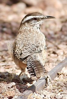 Cactus Wren - Campylorhynchus brunneicapillus  Cactus wren,Campylorhynchus brunneicapillus,Geotagged,Summer,United States