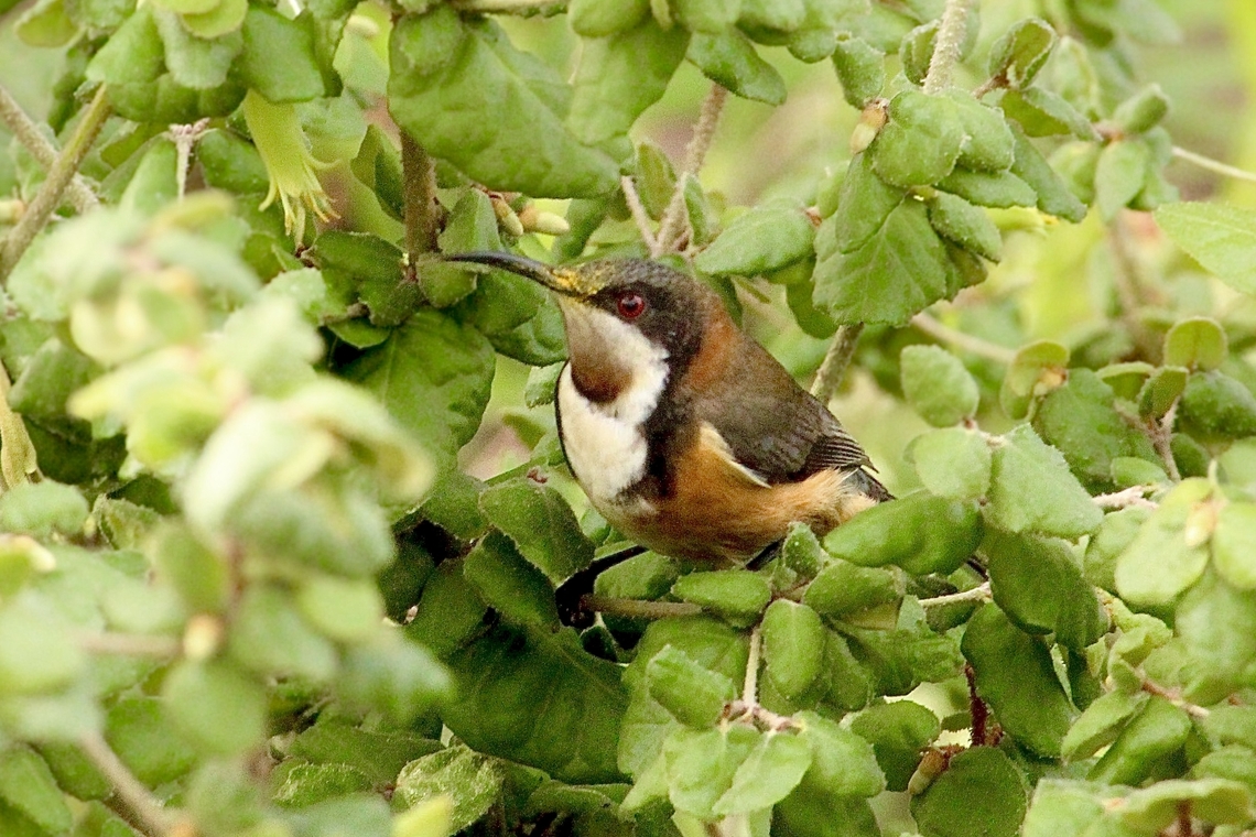 Eastern Spinebill - Acanthorhynchus tenuirostris.  Acanthorhynchus tenuirostris,Australia,Eastern spinebill,Geotagged,Winter