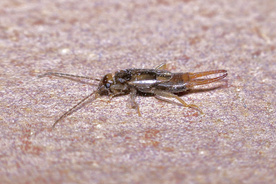 Earwig species - Nesogaster halli Attracted to UV light. Only about half size of the common earwig  Australia,Geotagged,Nesogaster halli,Summer