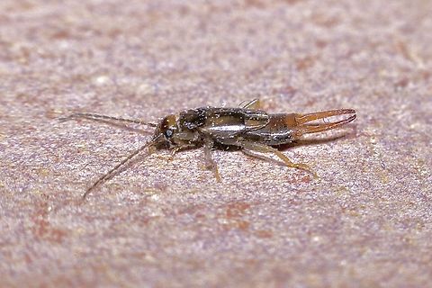 Earwig species - Nesogaster halli Attracted to UV light. Only about half size of the common earwig  Australia,Geotagged,Nesogaster halli,Summer